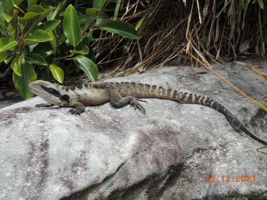 Bearded Dragon Manly